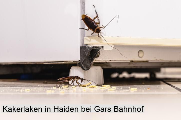 Kakerlaken in Haiden bei Gars Bahnhof